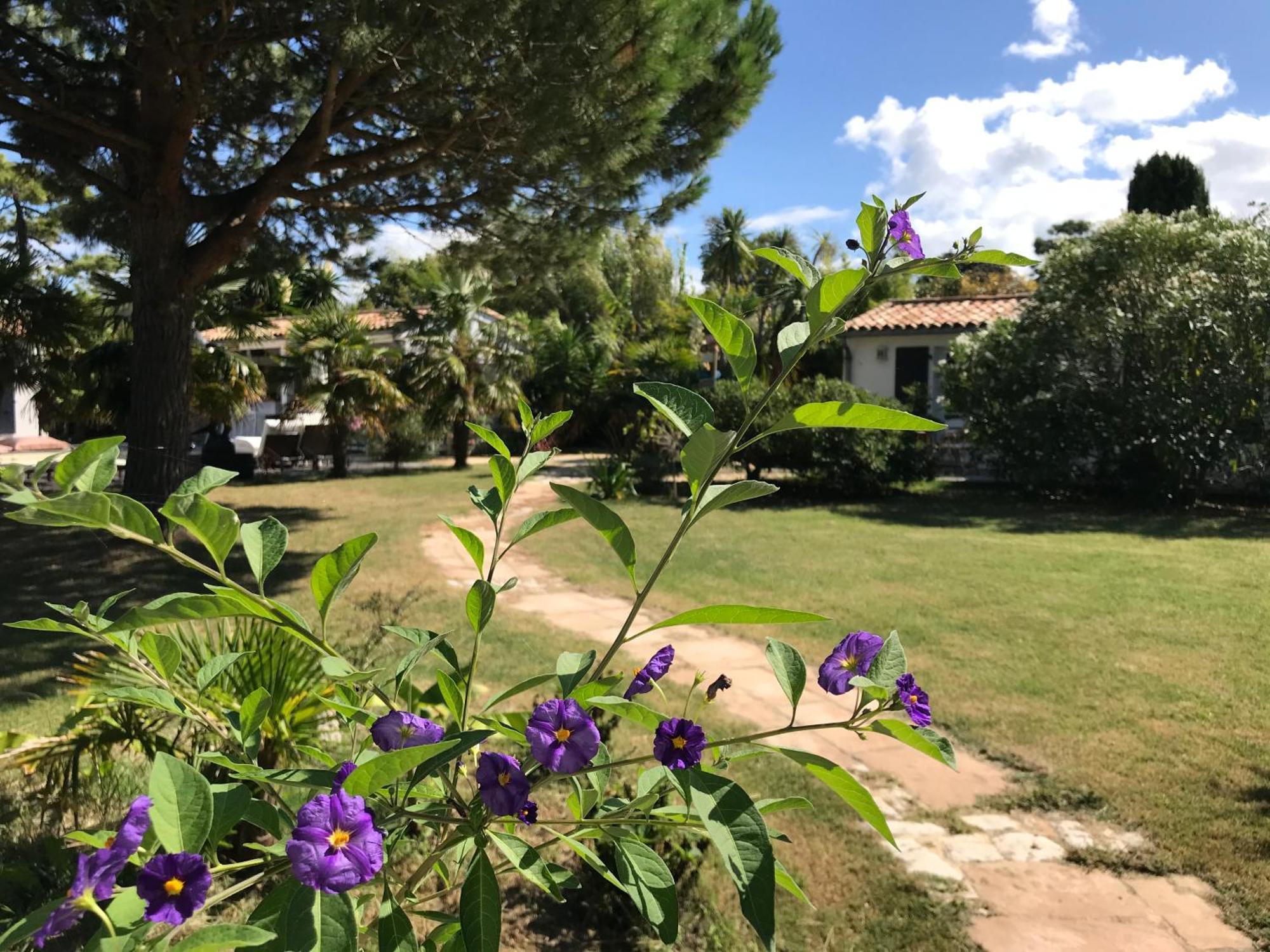 Le Jardin Des Portes Bed & Breakfast Les Portes-en-Re Luaran gambar